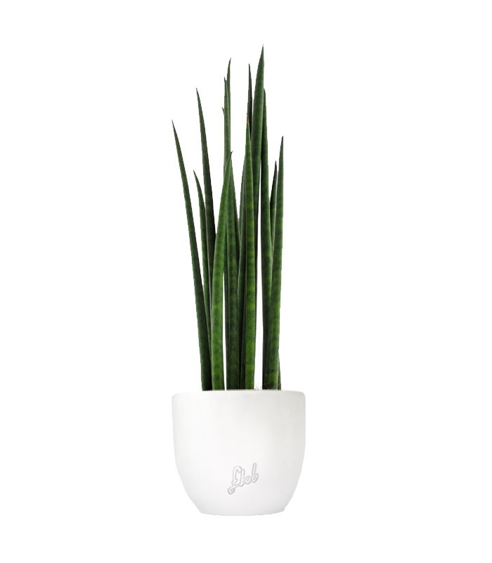 Sansevieria Bacularis Mikado