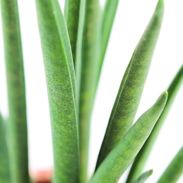 Sansevieria Bacularis Mikado