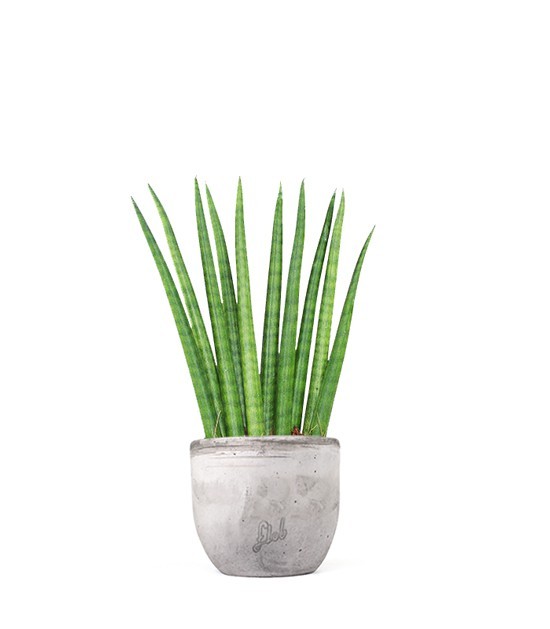 Sansevieria Cylindrica