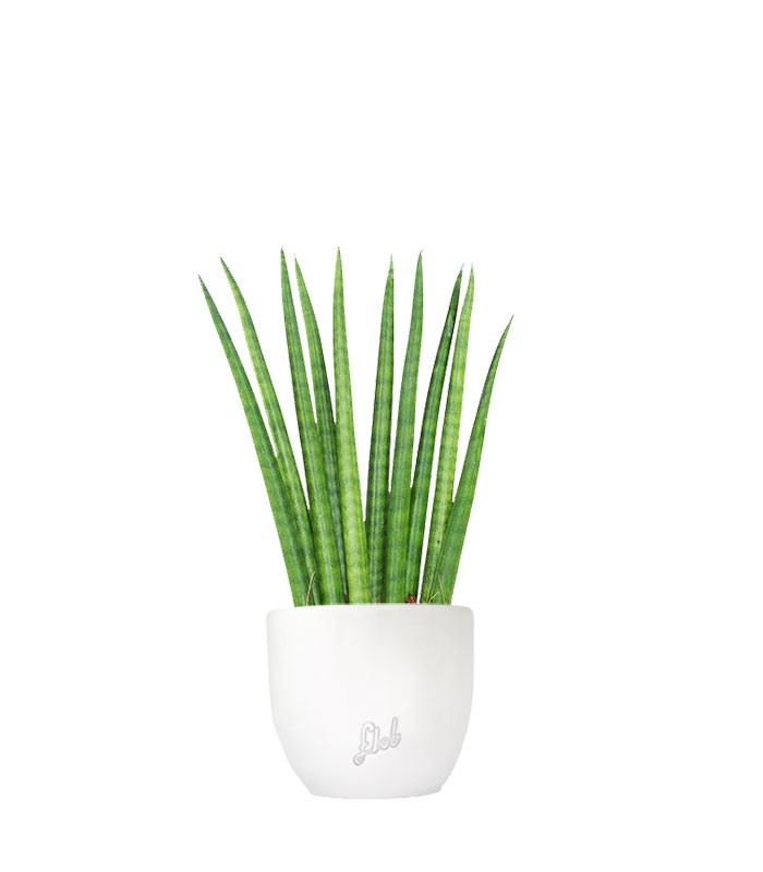 Sansevieria Cylindrica