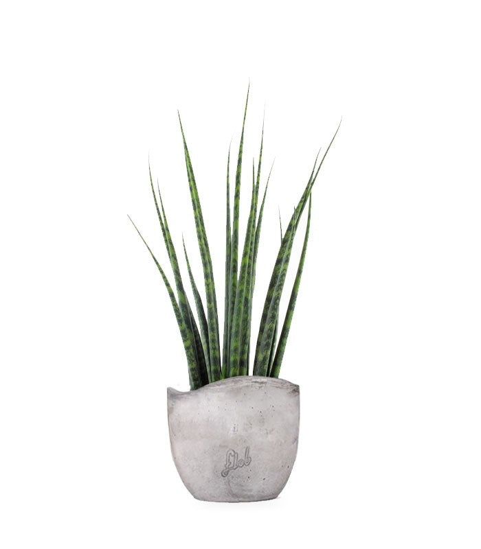 Sansevieria Fernwood Mikado