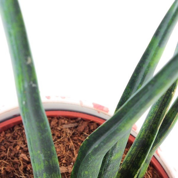 Sansevieria Fernwood Musica