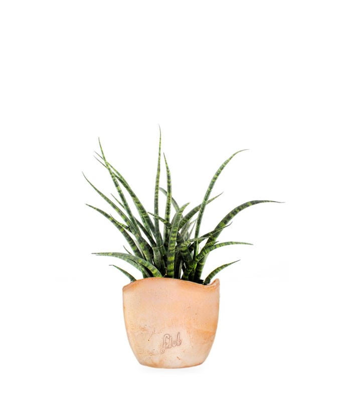 Sansevieria Fernwood Punk