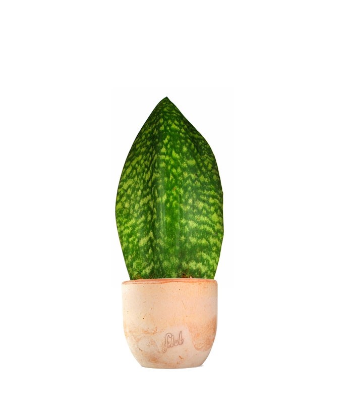 Sansevieria Happy