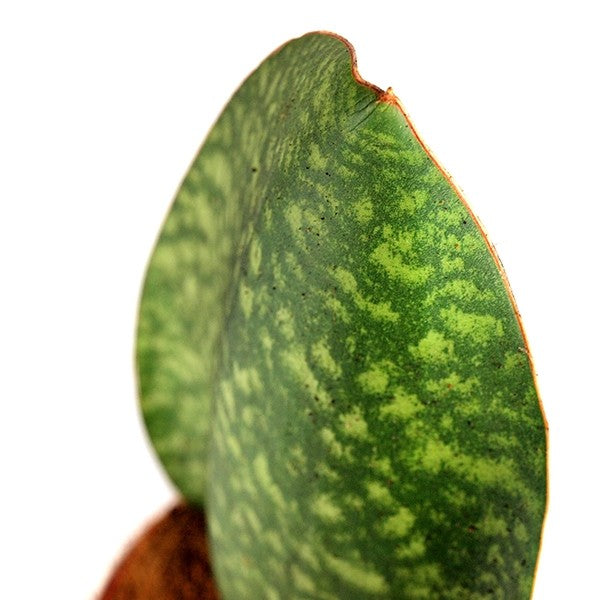 Sansevieria Happy