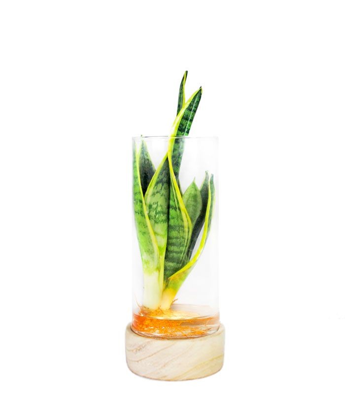 Sansevieria in idroponica con led