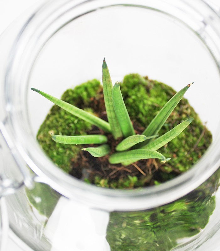Sansevieria in mini serra