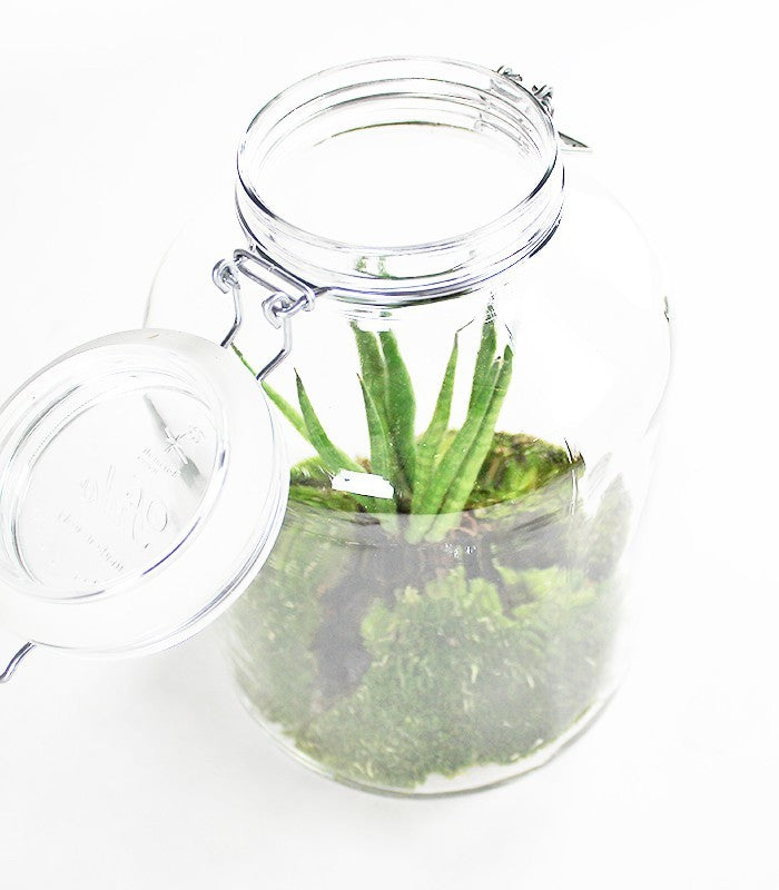 Sansevieria in mini serra