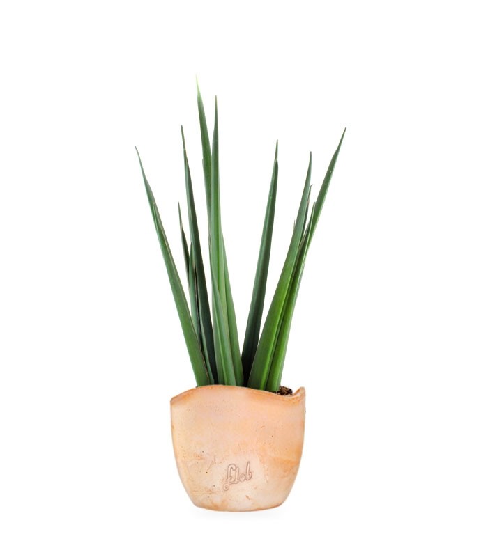 Sansevieria Katana