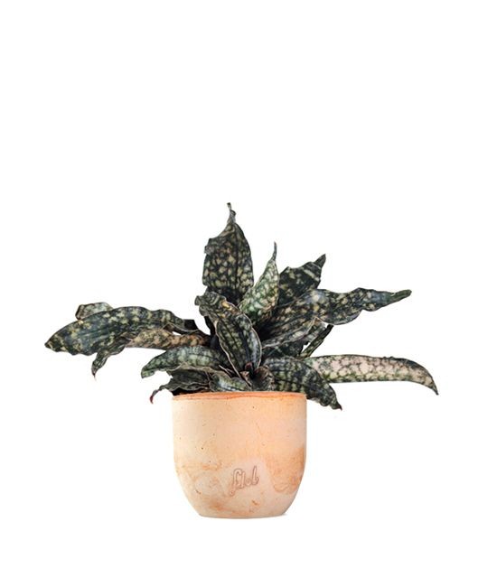Sansevieria kirkii