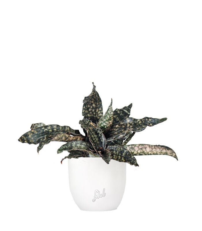 Sansevieria kirkii