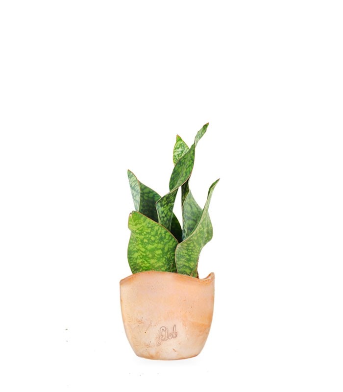 Sansevieria multipla