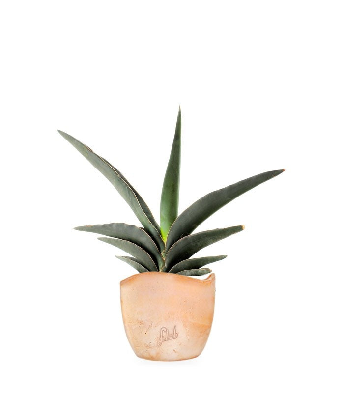 Sansevieria Robusta