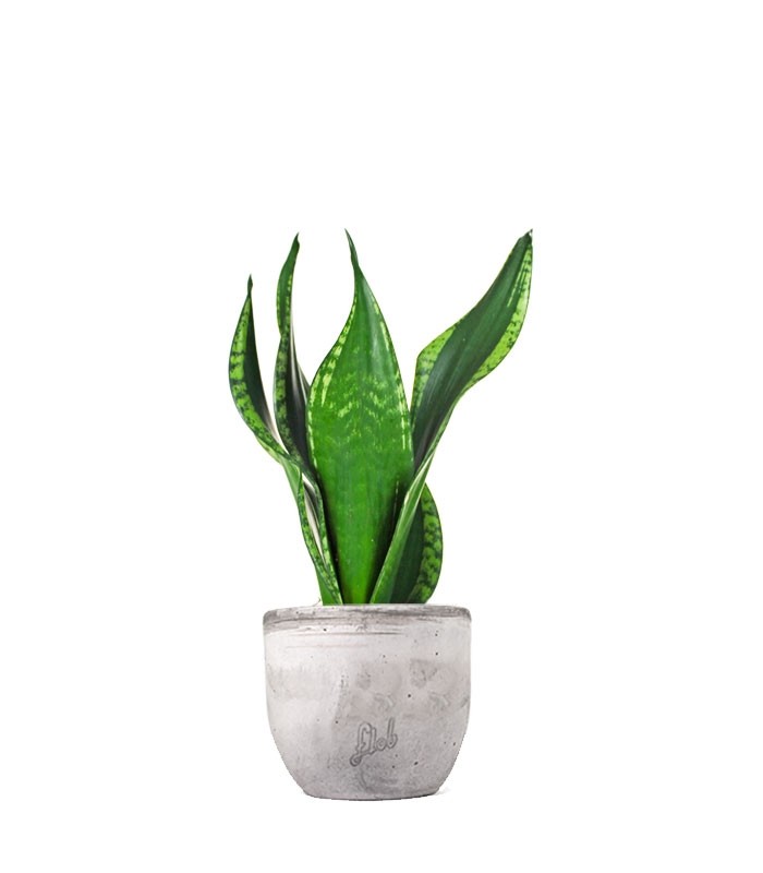 Sansevieria Silver flame