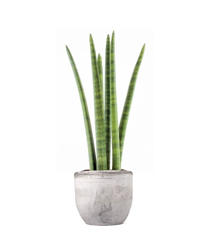 Sansevieria Straight