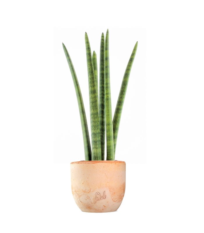 Sansevieria Straight
