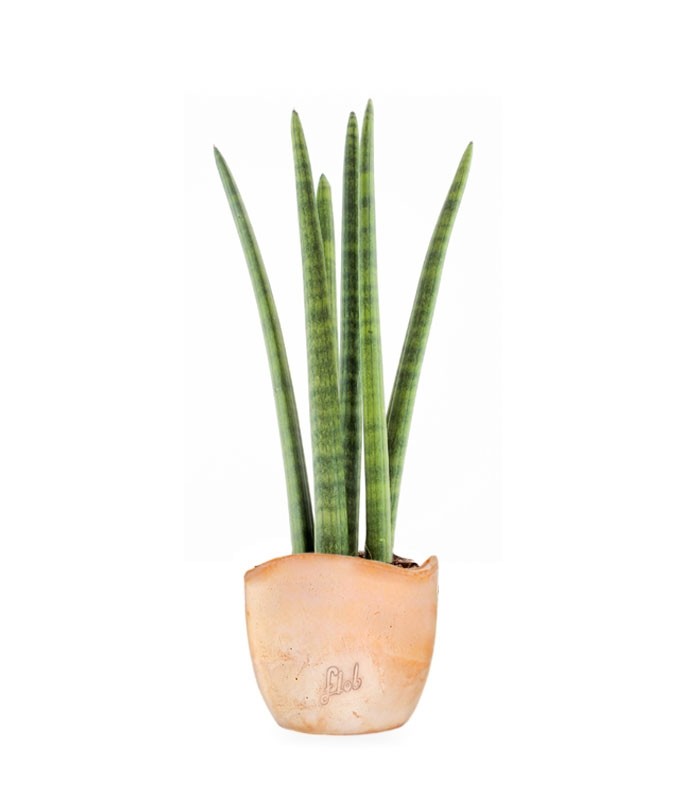 Sansevieria Straight