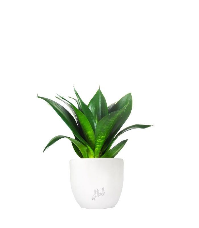Sansevieria Trifasciata Black Dragon