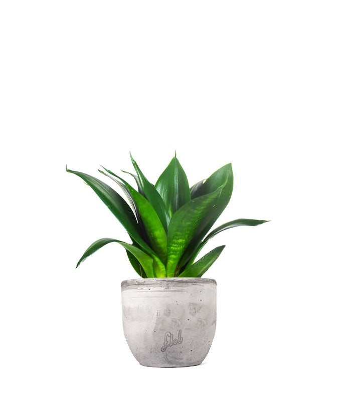 Sansevieria Trifasciata Black Dragon