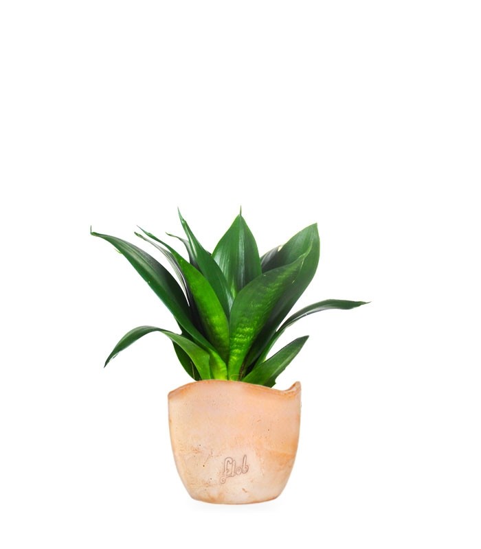 Sansevieria Trifasciata Black Dragon