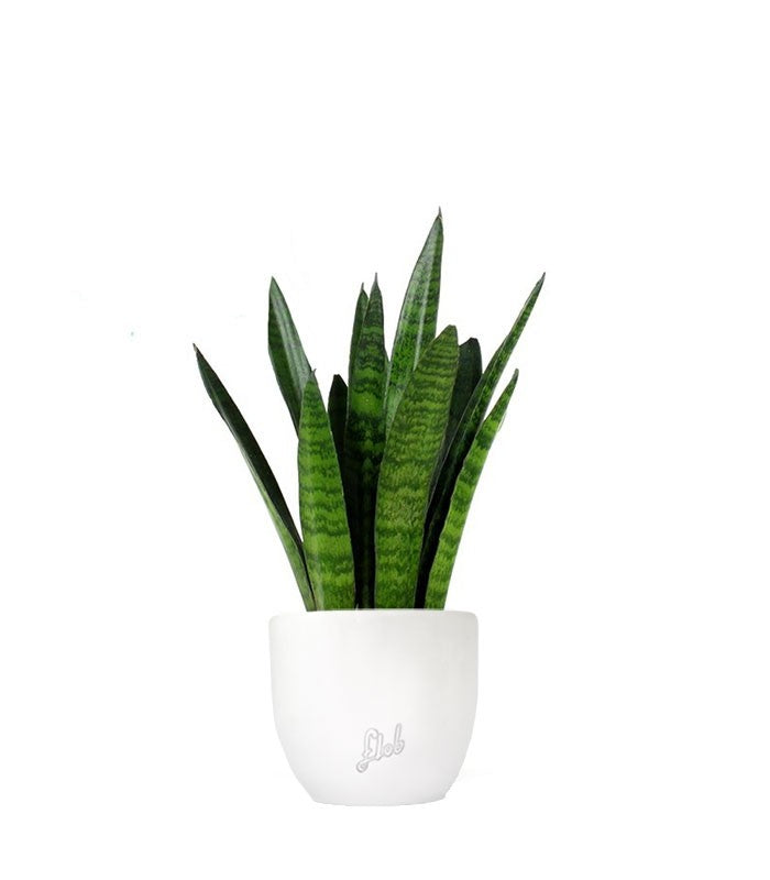 Sansevieria zeylanica
