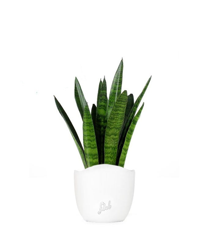 Sansevieria zeylanica