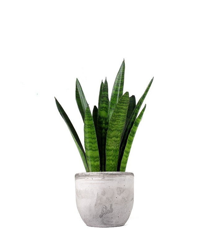 Sansevieria zeylanica
