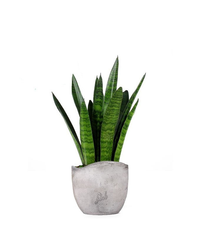 Sansevieria zeylanica