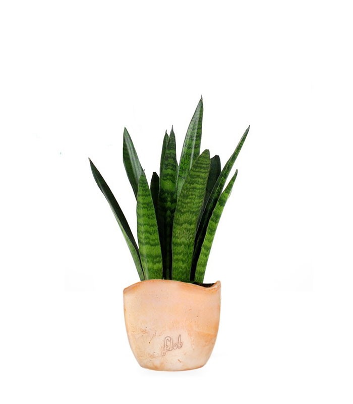 Sansevieria zeylanica