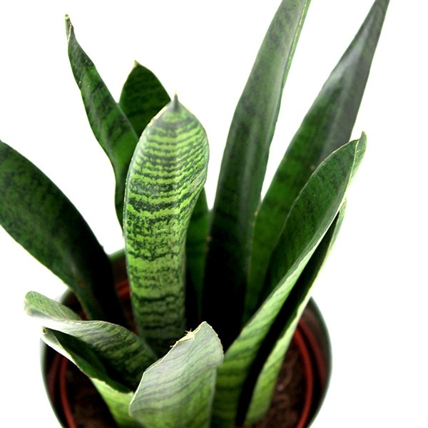Sansevieria zeylanica