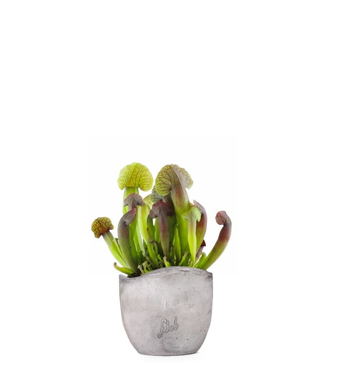 Sarracenia Barba