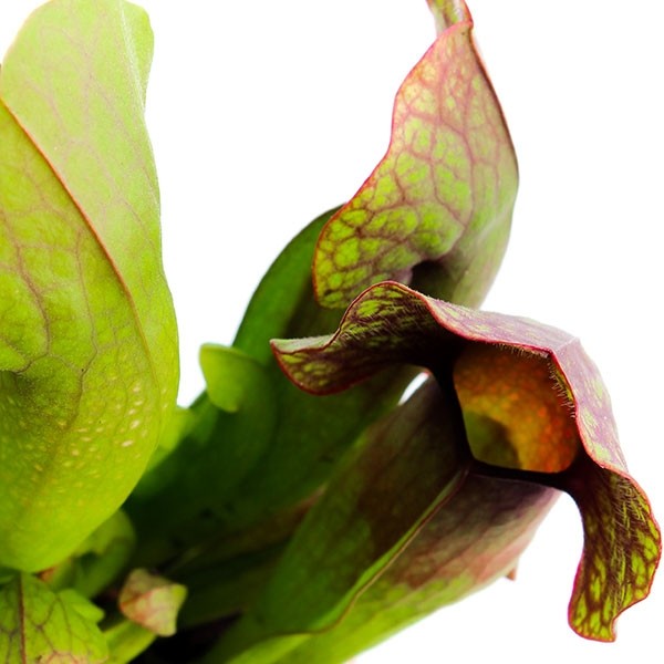 Sarracenia Barba
