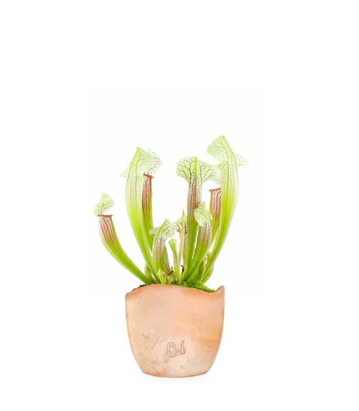 Sarracenia Eva