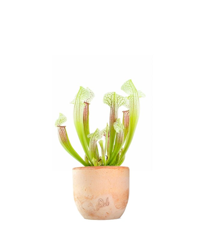 Sarracenia Eva