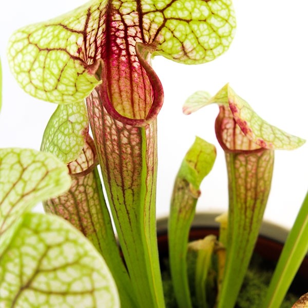 Sarracenia Eva
