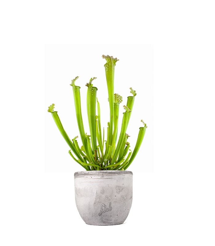 Sarracenia Farnhamii