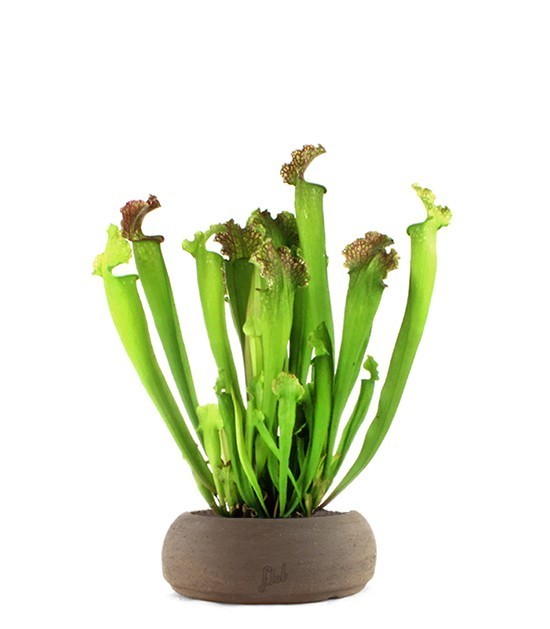 Sarracenia Farnhamii XL