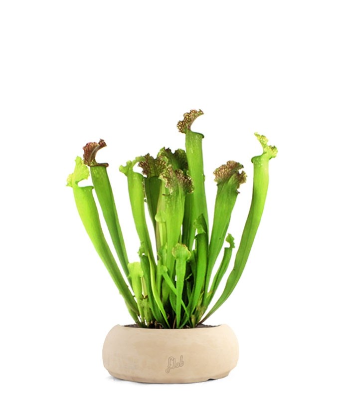 Sarracenia Farnhamii XL