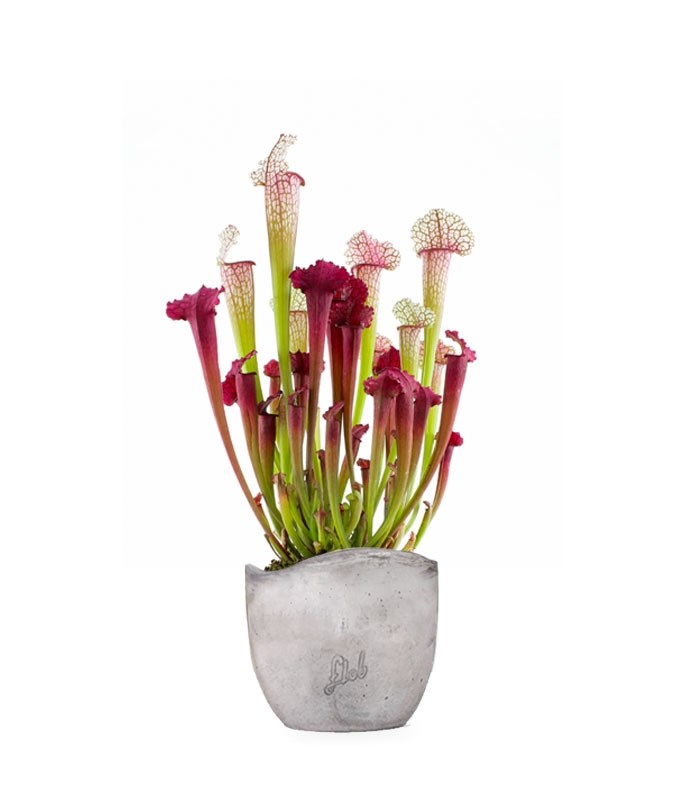 Sarracenia Juthatip
