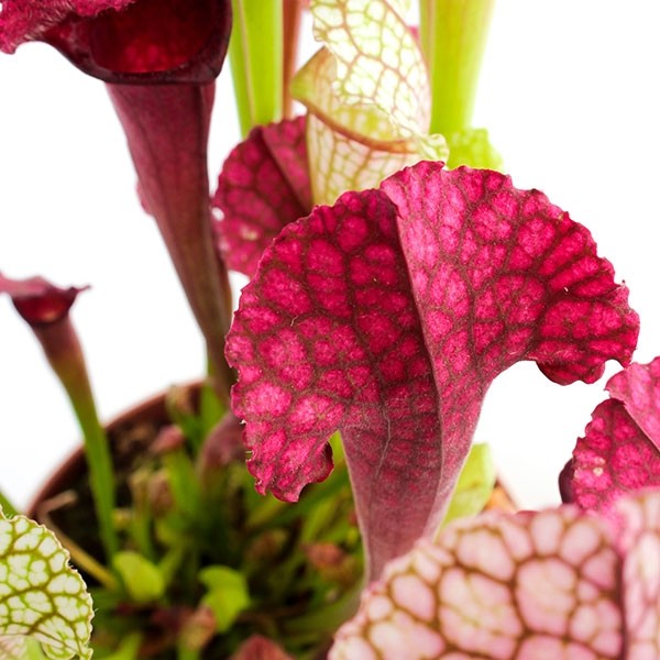Sarracenia Juthatip
