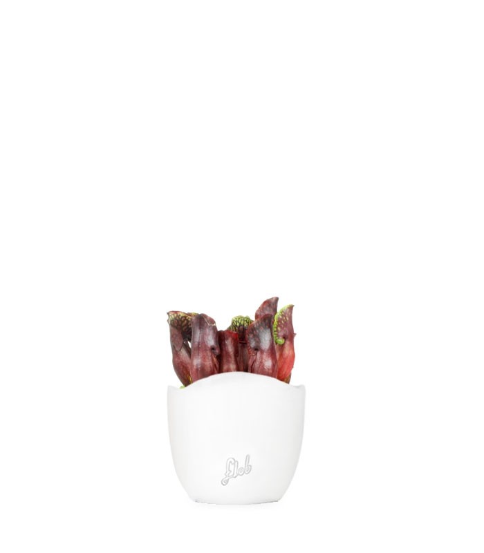 Sarracenia Maroon