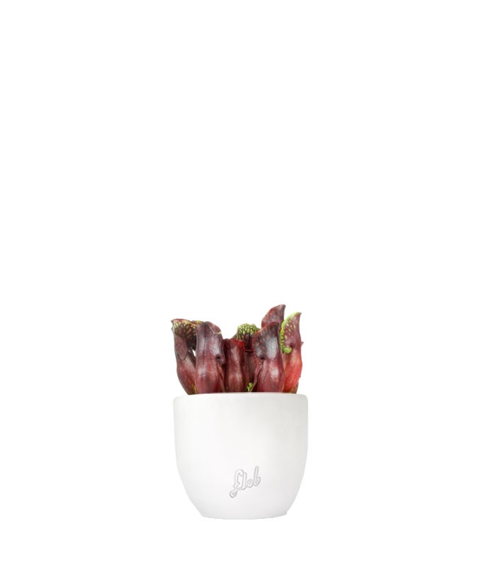 Sarracenia Maroon