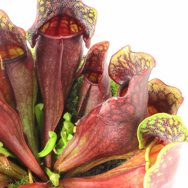 Sarracenia Maroon