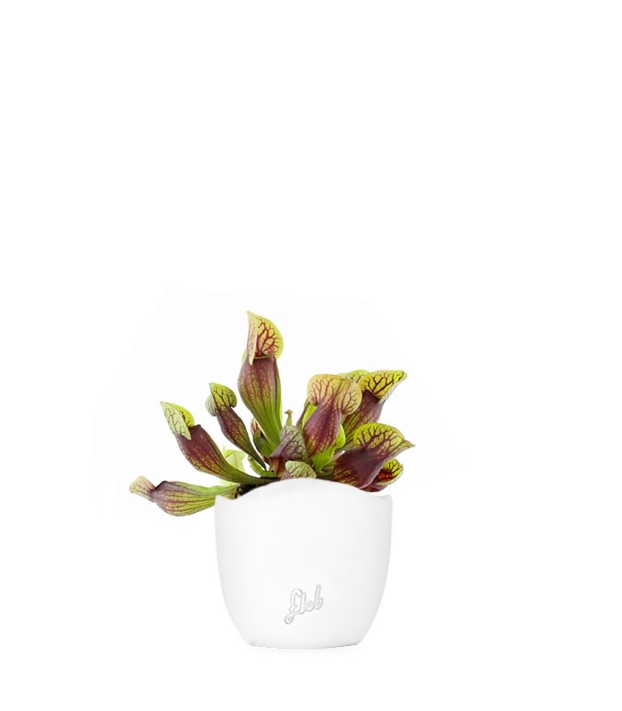 Sarracenia Purpurea Hybride