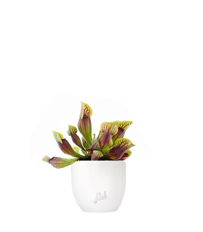 Sarracenia Purpurea Hybride