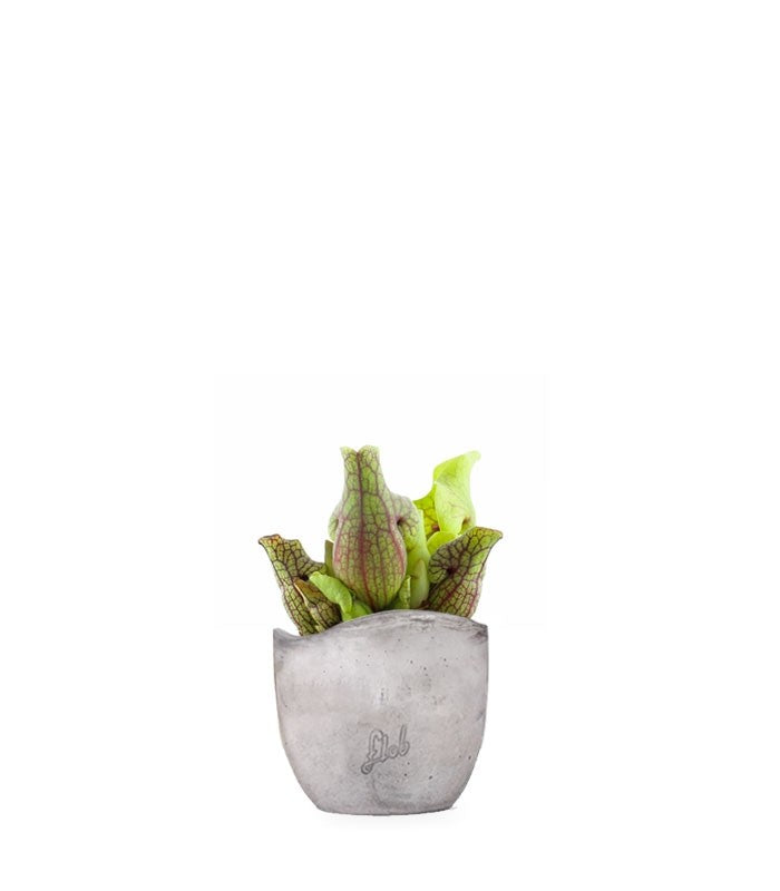 Sarracenia Purpurea Venosa