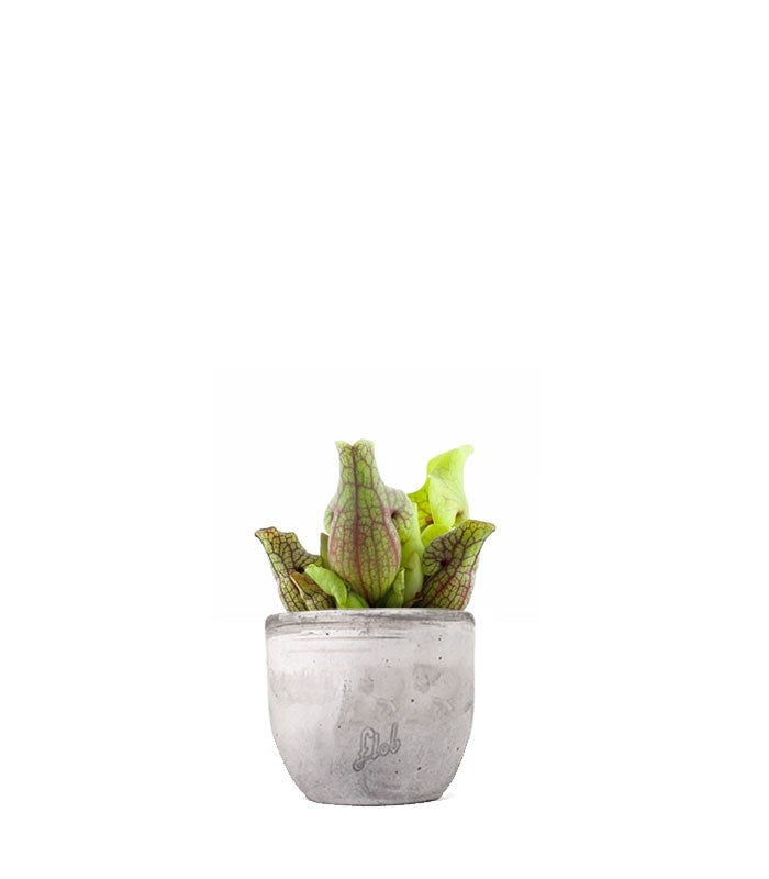 Sarracenia Purpurea Venosa