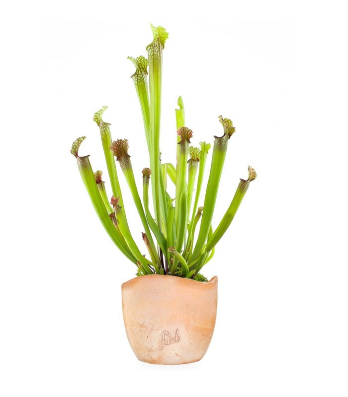 Sarracenia Stevensii