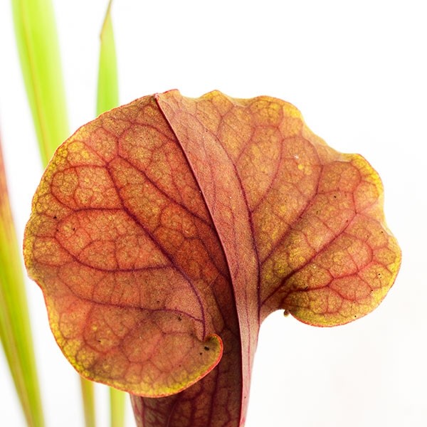 Sarracenia Tygo