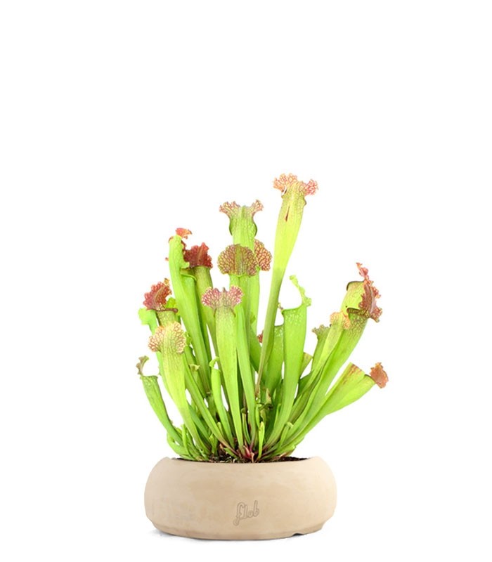 Sarracenia Velvet XL